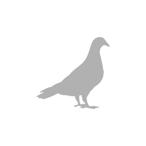 icone pigeon