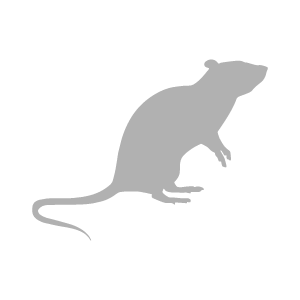 icone rat