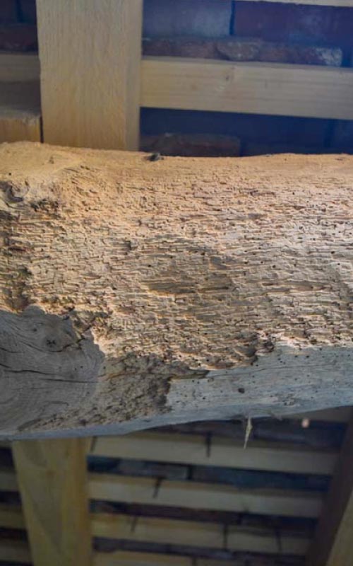 Charpent de toiture attaquée par des insectes du bois