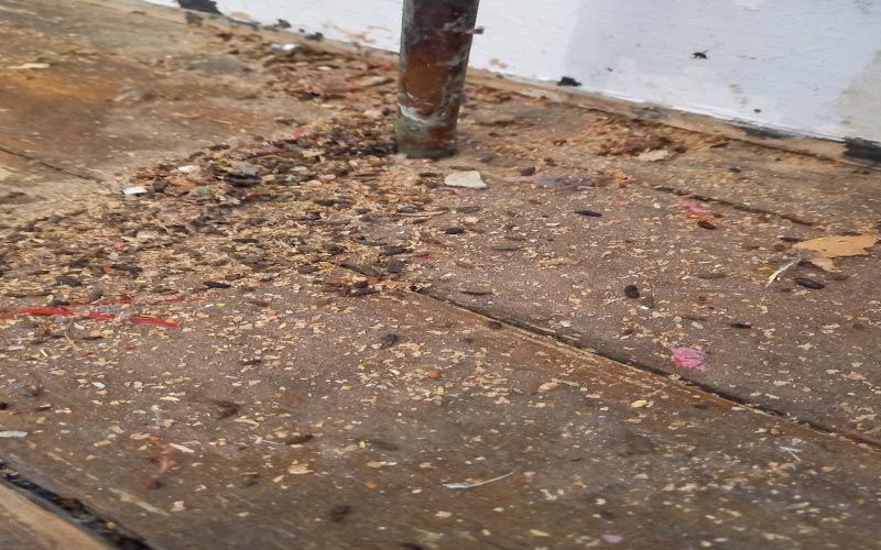 Parquet dans les combles d'une habitation avec des traces de nuisibles